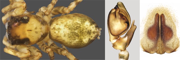 Pictures of the new genus and species of salticid showing the female body, male palp and female epigyne (left to right).