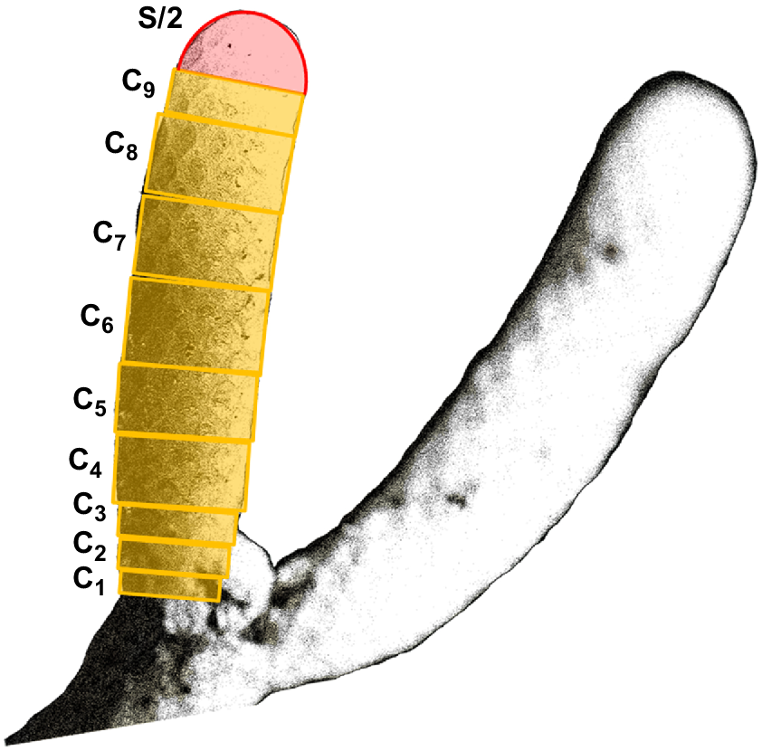 MF23114_F4.gif