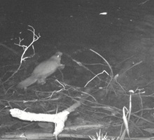 A photograph of a platypus foraging in a Tasmanian stream.