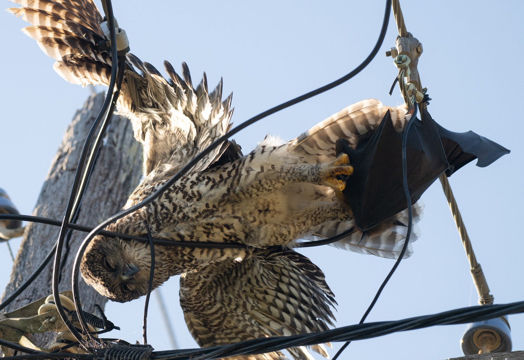 Photograph of a powerful owl clutching a grey-headed flying fox, both are dead on powerlines.