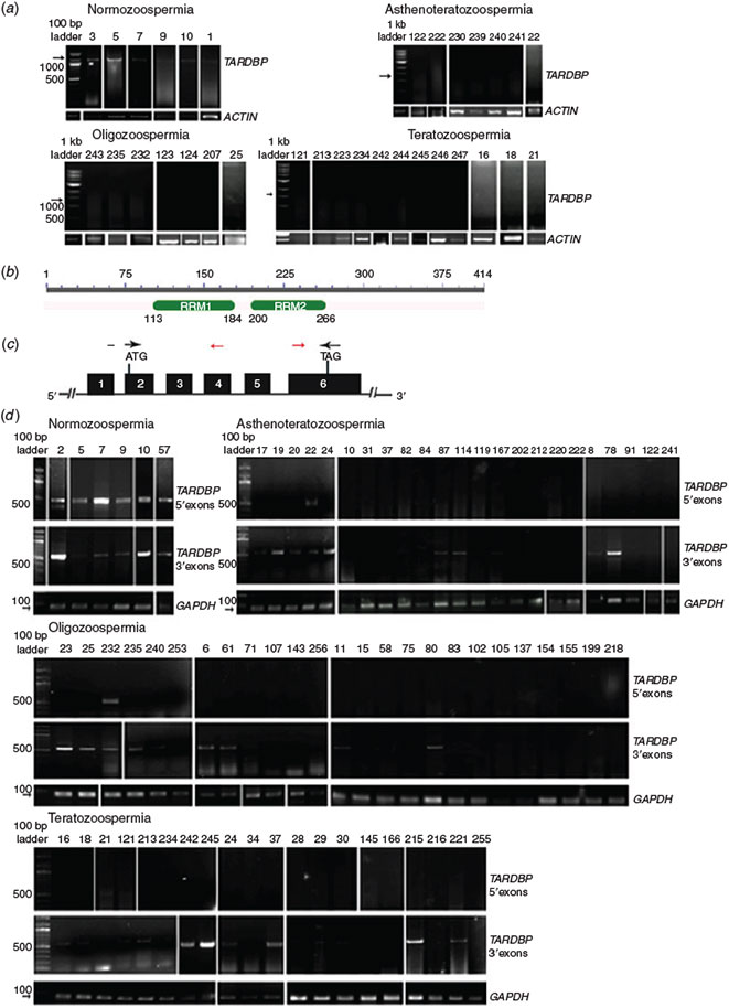 csiro publishing reproduction fertility and development