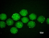 Graphical Abstract Image