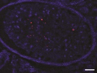 Graphical Abstract Image