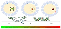 Graphical Abstract Image