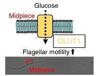 Graphical Abstract Image