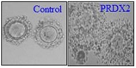 Graphical Abstract Image