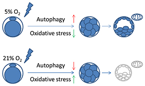 Graphical Abstract Image