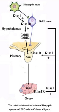 Graphical Abstract Image