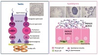 Graphical Abstract Image