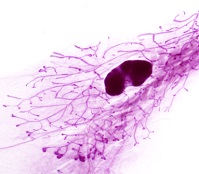 Graphical Abstract Image