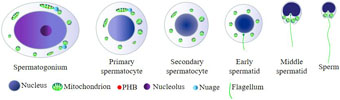 Graphical Abstract Image