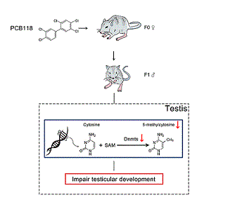 Graphical Abstract Image