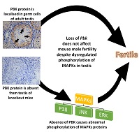 Graphical Abstract Image