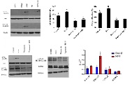 Graphical Abstract Image