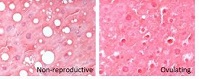 Graphical Abstract Image