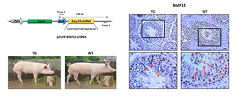 Graphical Abstract Image