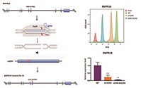 Graphical Abstract Image