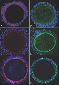 Graphical Abstract Image