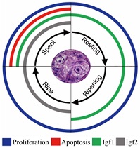 Graphical Abstract Image