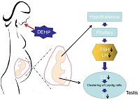 Graphical Abstract Image