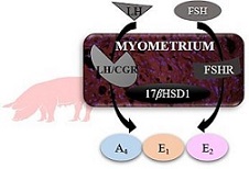 Graphical Abstract Image