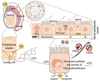 Graphical Abstract Image