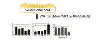 Graphical Abstract Image