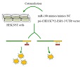 Graphical Abstract Image