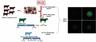 Graphical Abstract Image