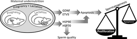 Graphical Abstract Image