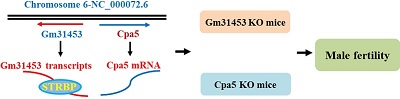 Graphical Abstract Image