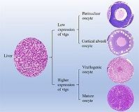 Graphical Abstract Image