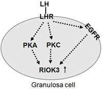 Graphical Abstract Image
