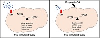 Graphical Abstract Image