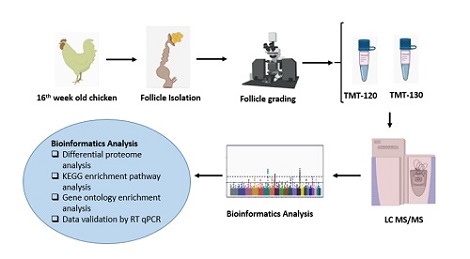 Graphical Abstract Image