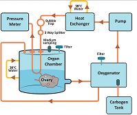 Graphical Abstract Image