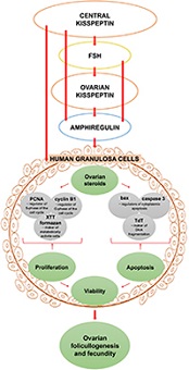 Graphical Abstract Image