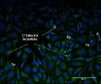 Graphical Abstract Image