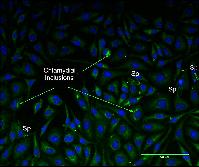 Graphical Abstract Image