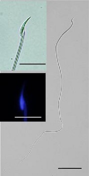 Graphical Abstract Image