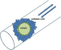 Graphical Abstract Image