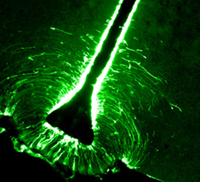 Graphical Abstract Image