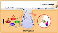 Graphical Abstract Image