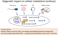 Graphical Abstract Image