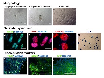 Graphical Abstract Image