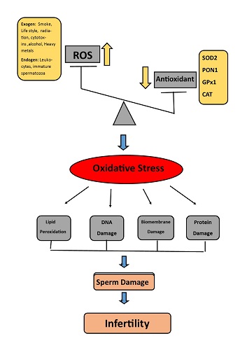 Graphical Abstract Image