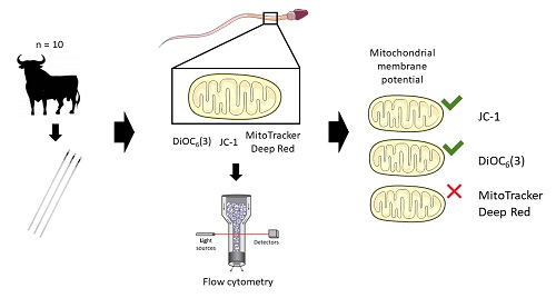 Graphical Abstract Image