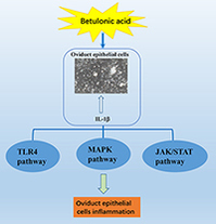 graphical abstract image