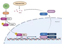 Graphical Abstract Image