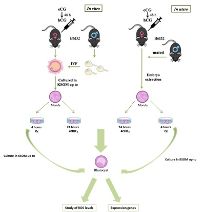 Graphical Abstract Image